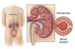 Riñones situados en el abdomen que muestran la estructura interna del glomérulo y los vasos sanguíneos.