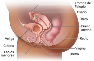 Estructuras internas del aparato reproductor femenino, incluidos los labios menores, el clítoris, la uretra, la vejiga, la vagina, el cuello uterino, el útero, el ovario y el recto.