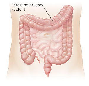 Contorno del abdomen donde se observa el intestino delgado y el colon.